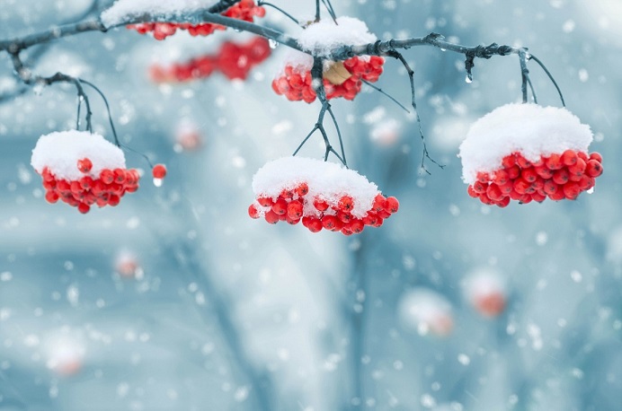 stockvault-snow-on-berries209349